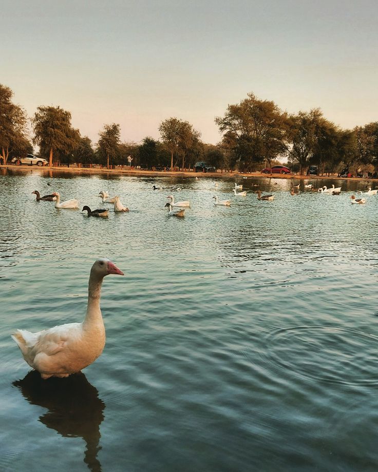 📍Al Qudra Lake, UAE al quadra