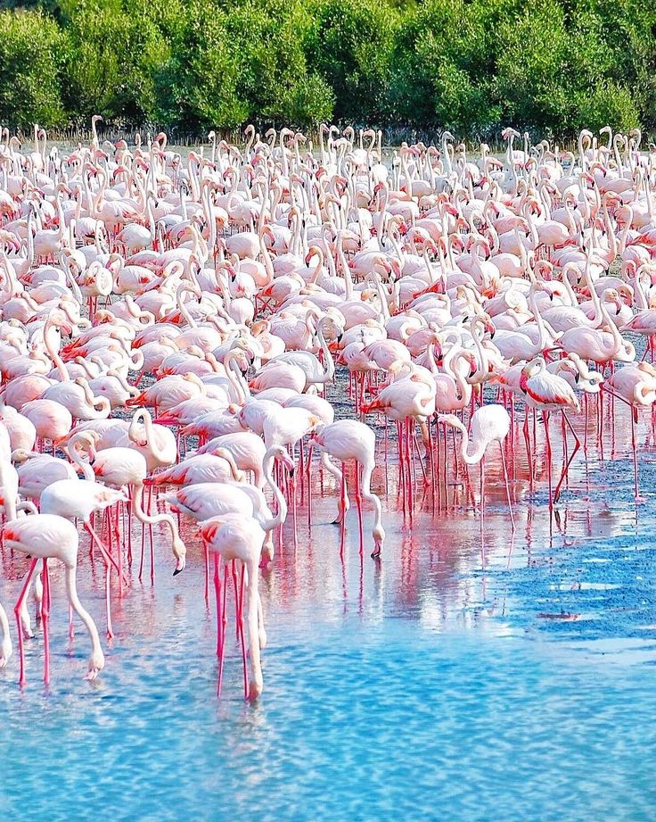 Dubai's Ras Al Khor Wildlife Sanctuary